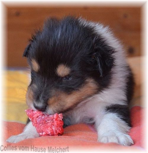 Tricolour Collierüde