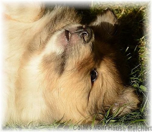 colliewelpen