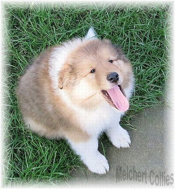 Collie Welpen vom Hause Melchert