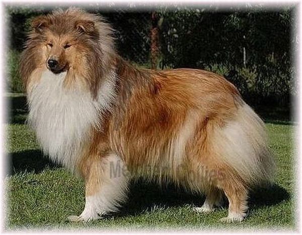 Langhaar Collie Hündin