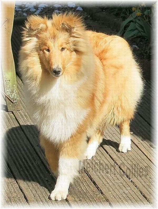 Collie Züchter vom Hause Merlchert