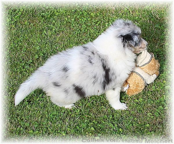 Collie Welpen vom Züchter aus dem Hause Melchert