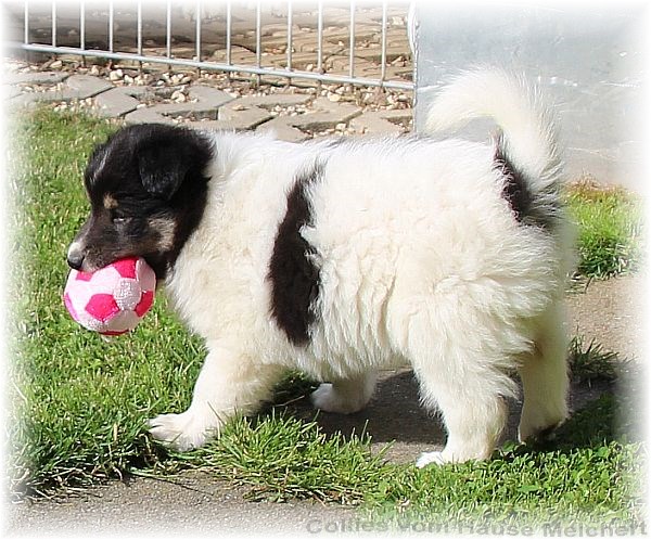 Collie Welpen vom Züchter aus dem Hause Melchert
