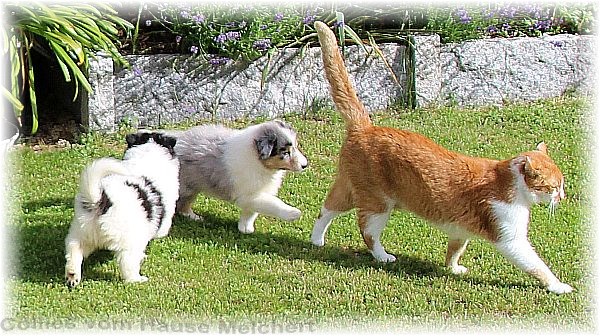 Collie Welpen vom Züchter aus dem Hause Melchert