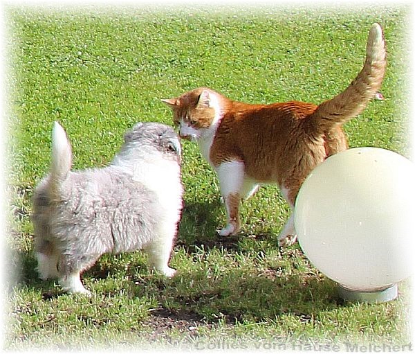 Collie Welpen vom Züchter aus dem Hause Melchert