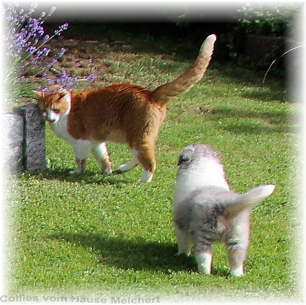 Collie Welpen vom Züchter aus dem Hause Melchert