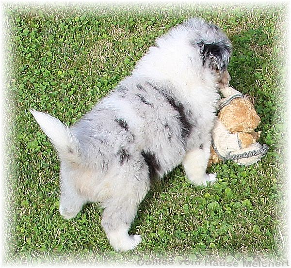 Collie Welpen vom Züchter aus dem Hause Melchert