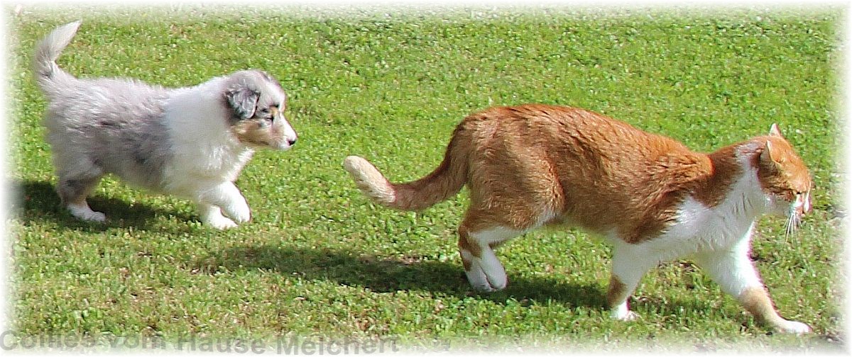 Collie Welpen vom Züchter in Deutschland