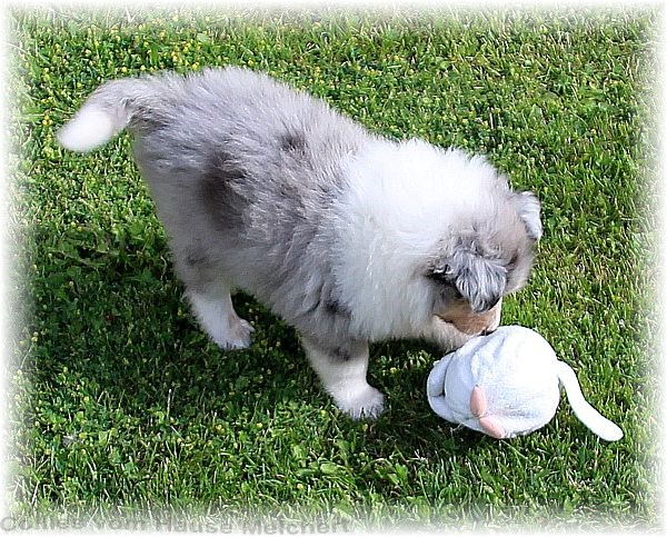 Collie Welpen vom Züchter aus dem Hause Melchert
