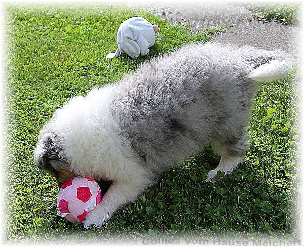 Collie Welpen vom Züchter aus dem Hause Melchert