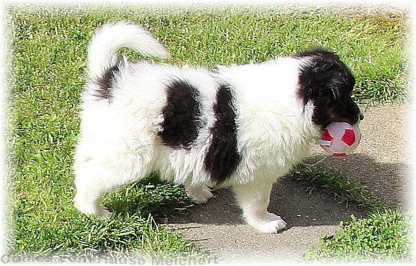 Collie Welpen vom Züchter aus dem Hause Melchert