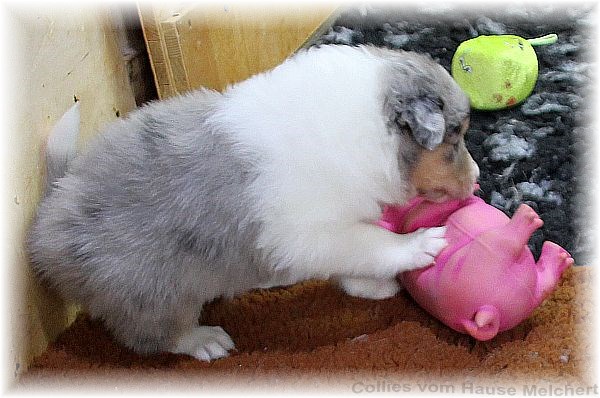 Collie Welpen vom Hause Melchert