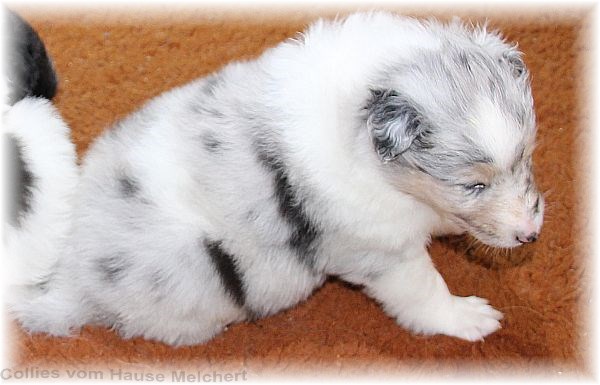 Collie Welpen vom Hause Melchert