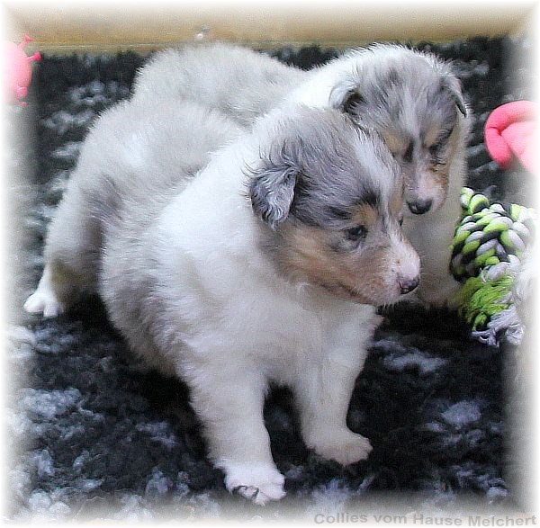 Collie Welpen vom Hause Melchert