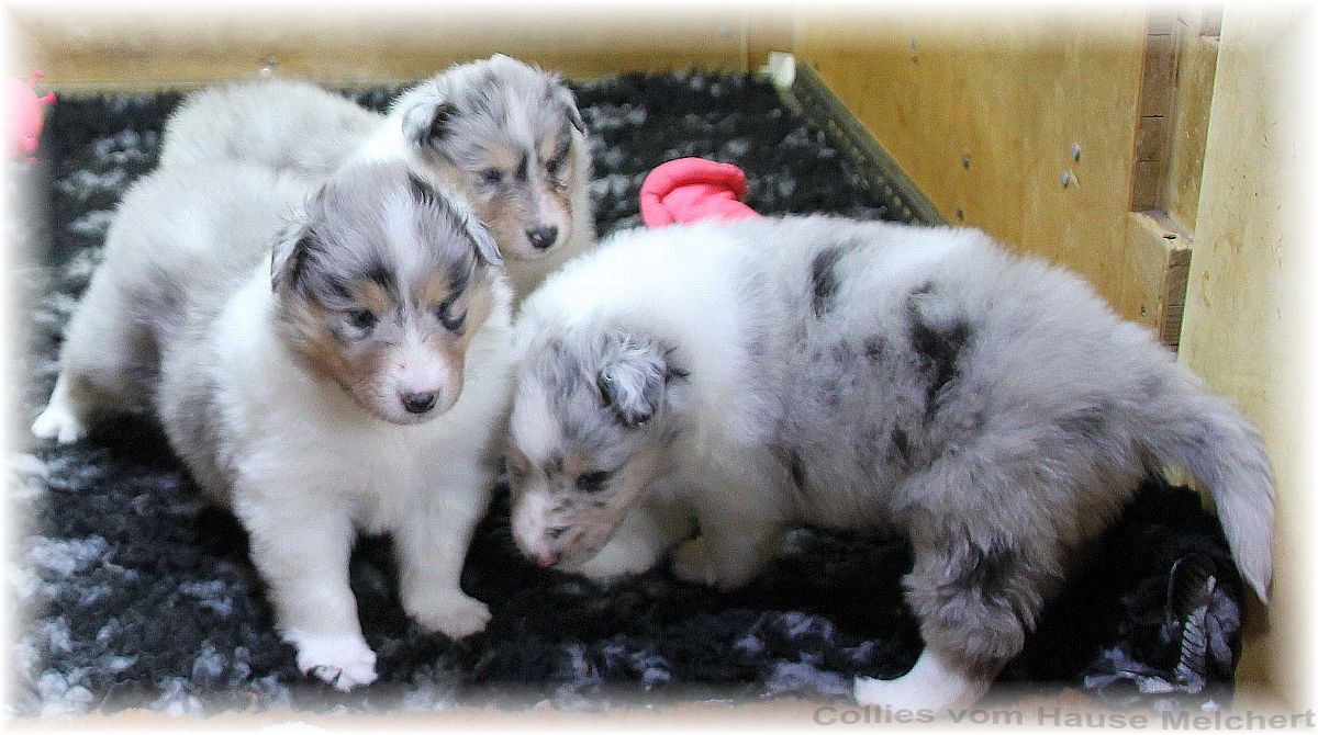 Collie Welpen vom Hause Melchert