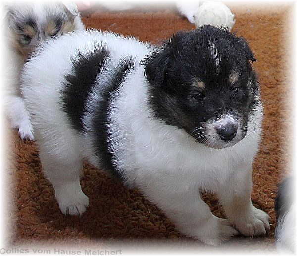 Collie Welpen vom Hause Melchert