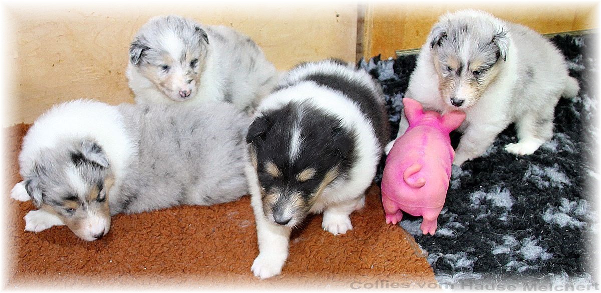 Collie Welpen vom Hause Melchert