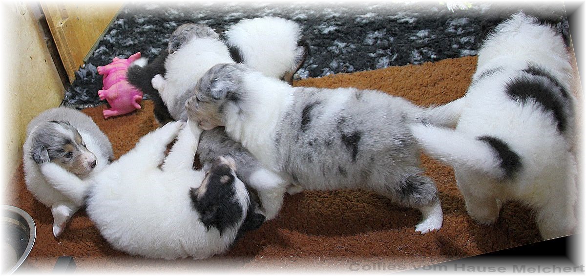 Collie Welpen vom Hause Melchert