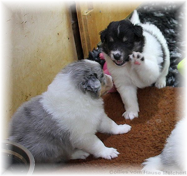 Collie Welpen vom Hause Melchert
