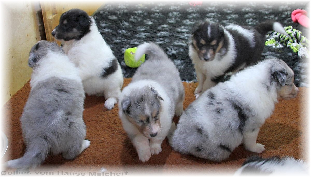 Collie Welpen vom Hause Melchert