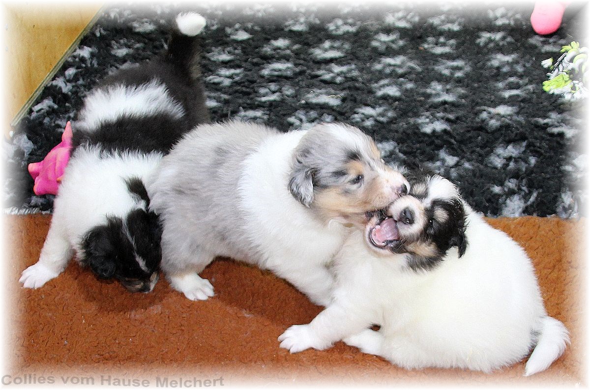 Collie Welpen vom Hause Melchert