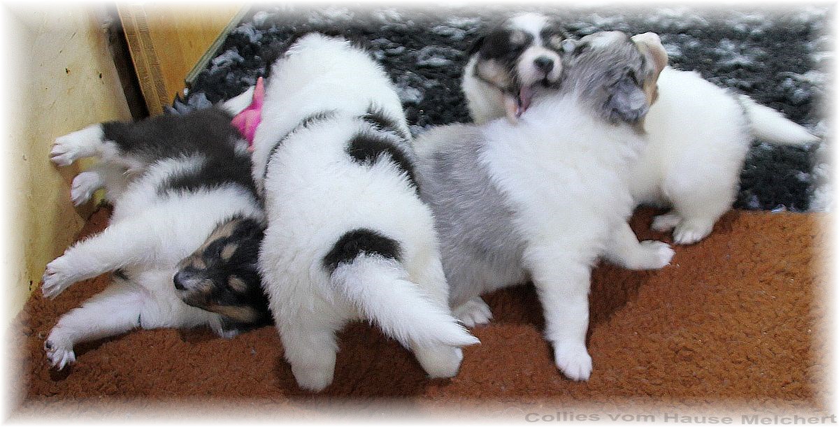 Hundewelpen Collie