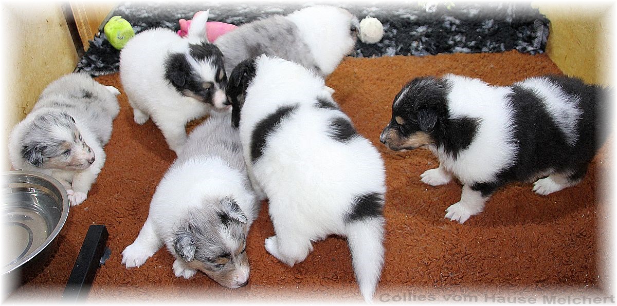 Collie Welpen vom Hause Melchert