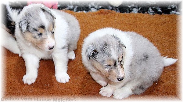 Collie Welpen vom Hause Melchert