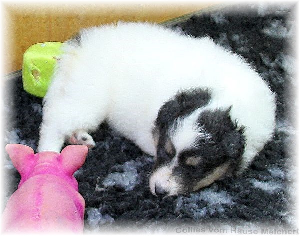 Collie Welpen vom Hause Melchert