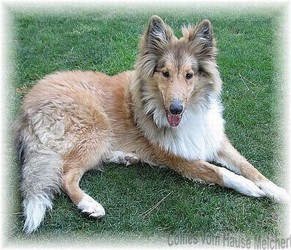 Collie Hündin Seker