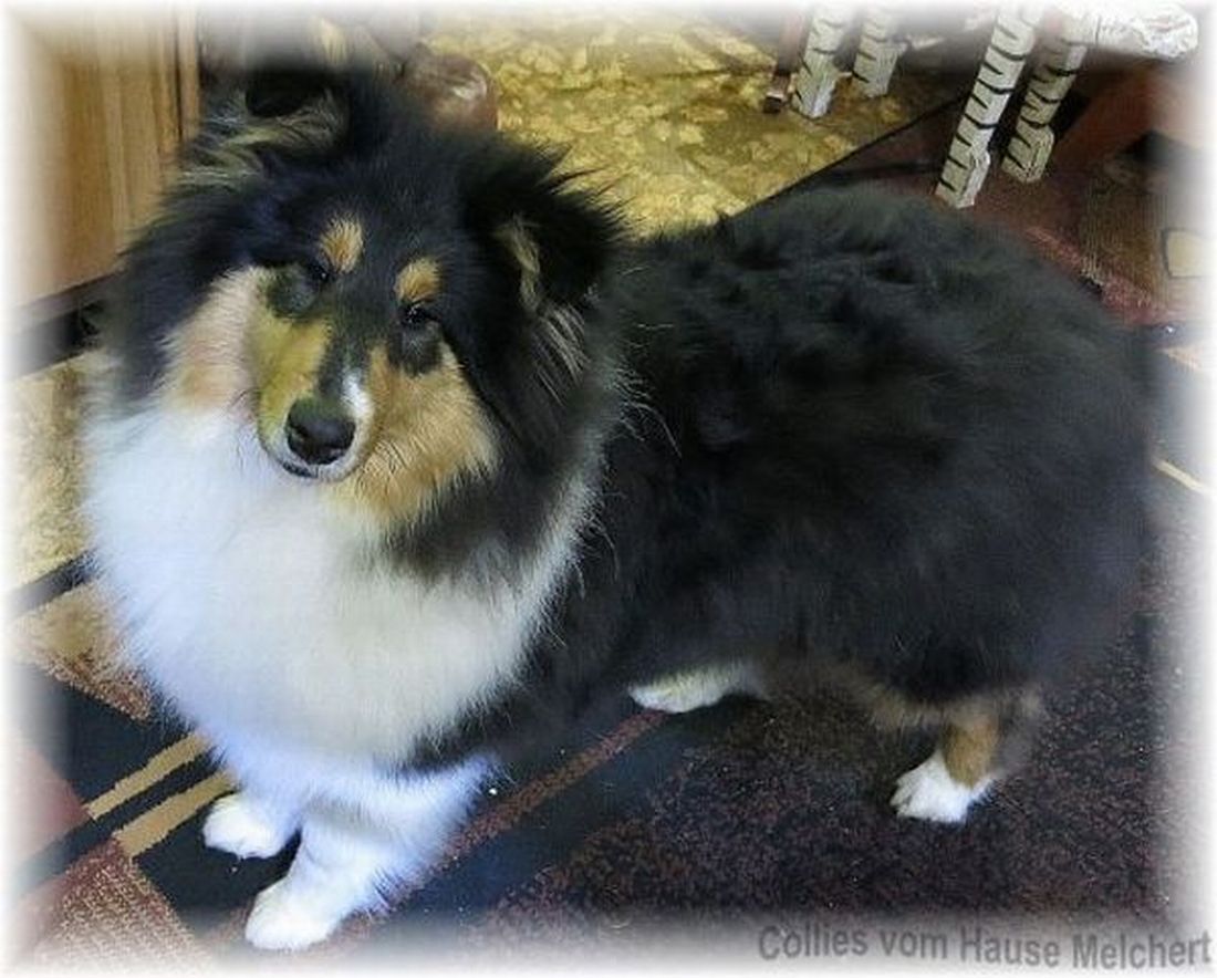 Tricolor Collie