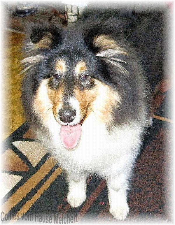Tricolour Collie Hündin vom Hause Melchert