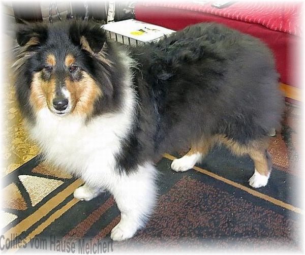 tricolour collie hündin