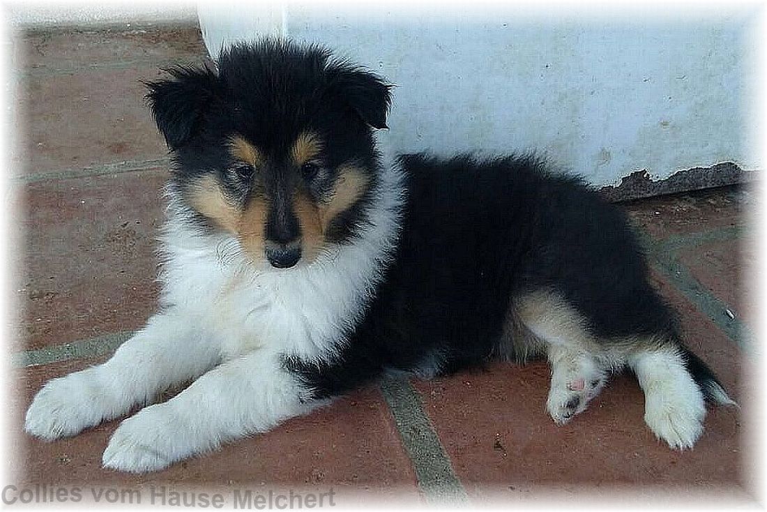 Collies in tricolour