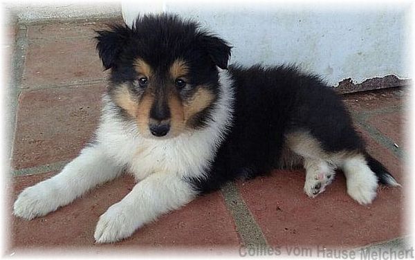 Collie 