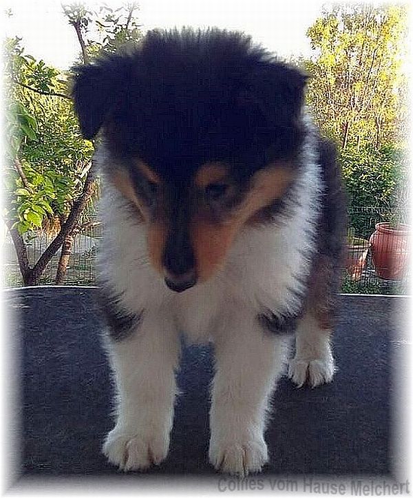 Collie Rüde tricolour
