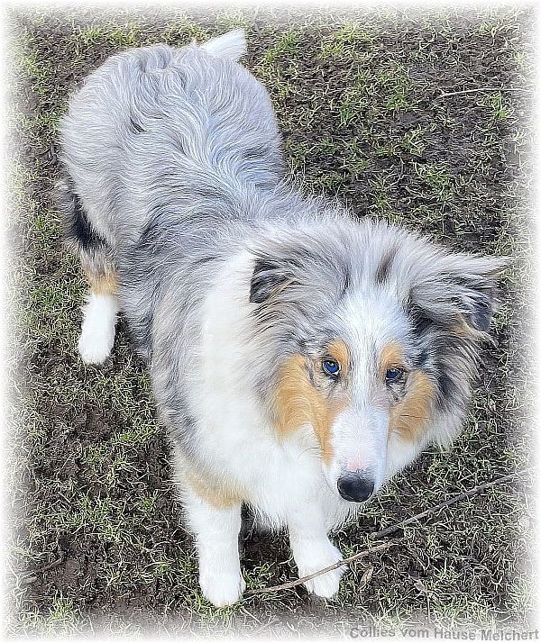 Collie Hündin aus dem Hause Melchert