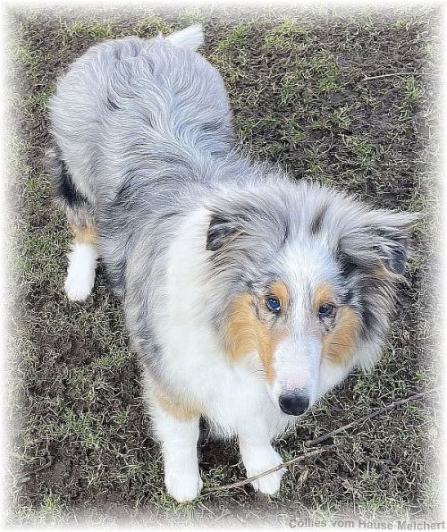 Collie Wurf aktuell