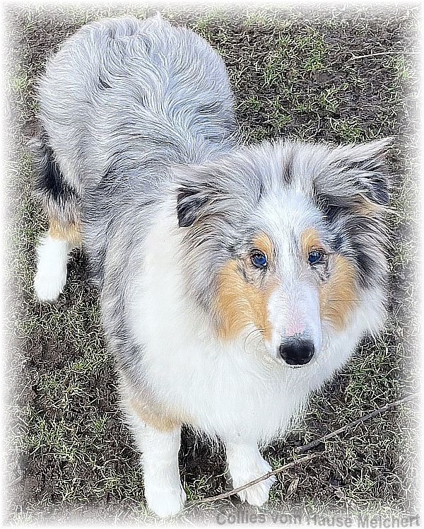 Collie Hündin aus dem Hause Melchert
