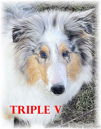 Collie Hündin aus dem Hause Melchert