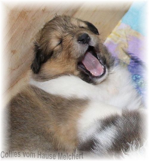Collie Jung Hündin vom Hause Melchert
