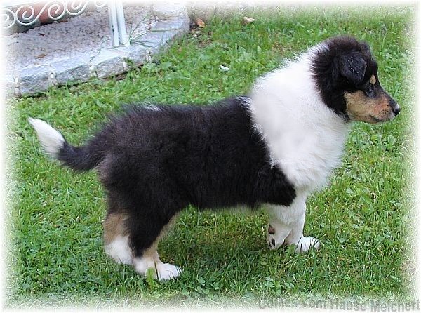 Collie Rüde tricolour vom Hause Melchert
