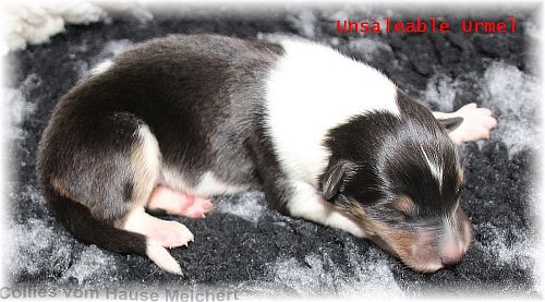 Collie Rüde tricolour vom Hause Melchert