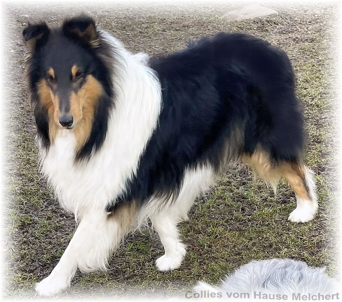Collie Rüde tricolour vom Hause Melchert