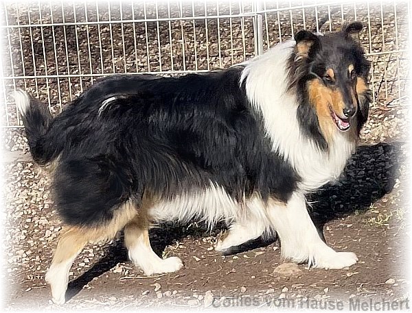 Collie Rüde tricolour vom Hause Melchert