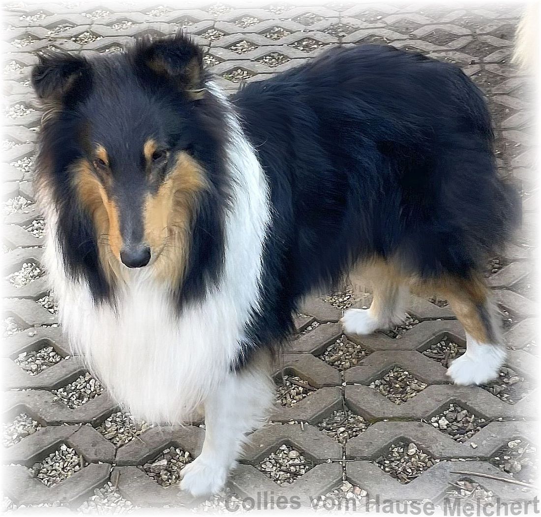 Collie Rüde tricolour vom Hause Melchert