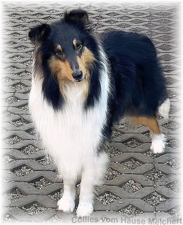 Collie Rüde tricolour vom Hause Melchert