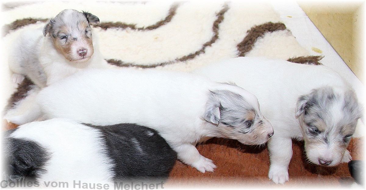 weiße Welpen vom Hause Melchert