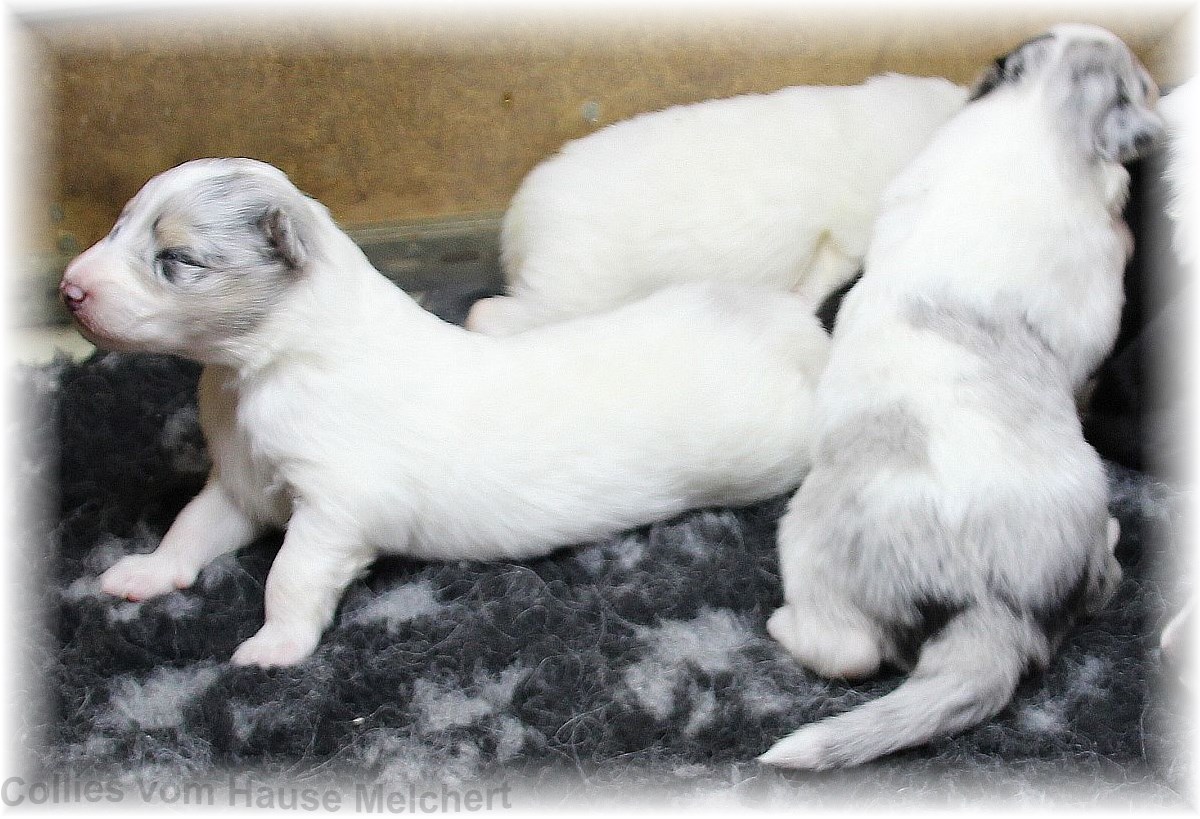 Weißer Collie