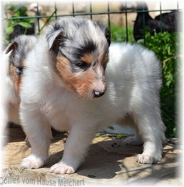 Weißer Collie Hündin